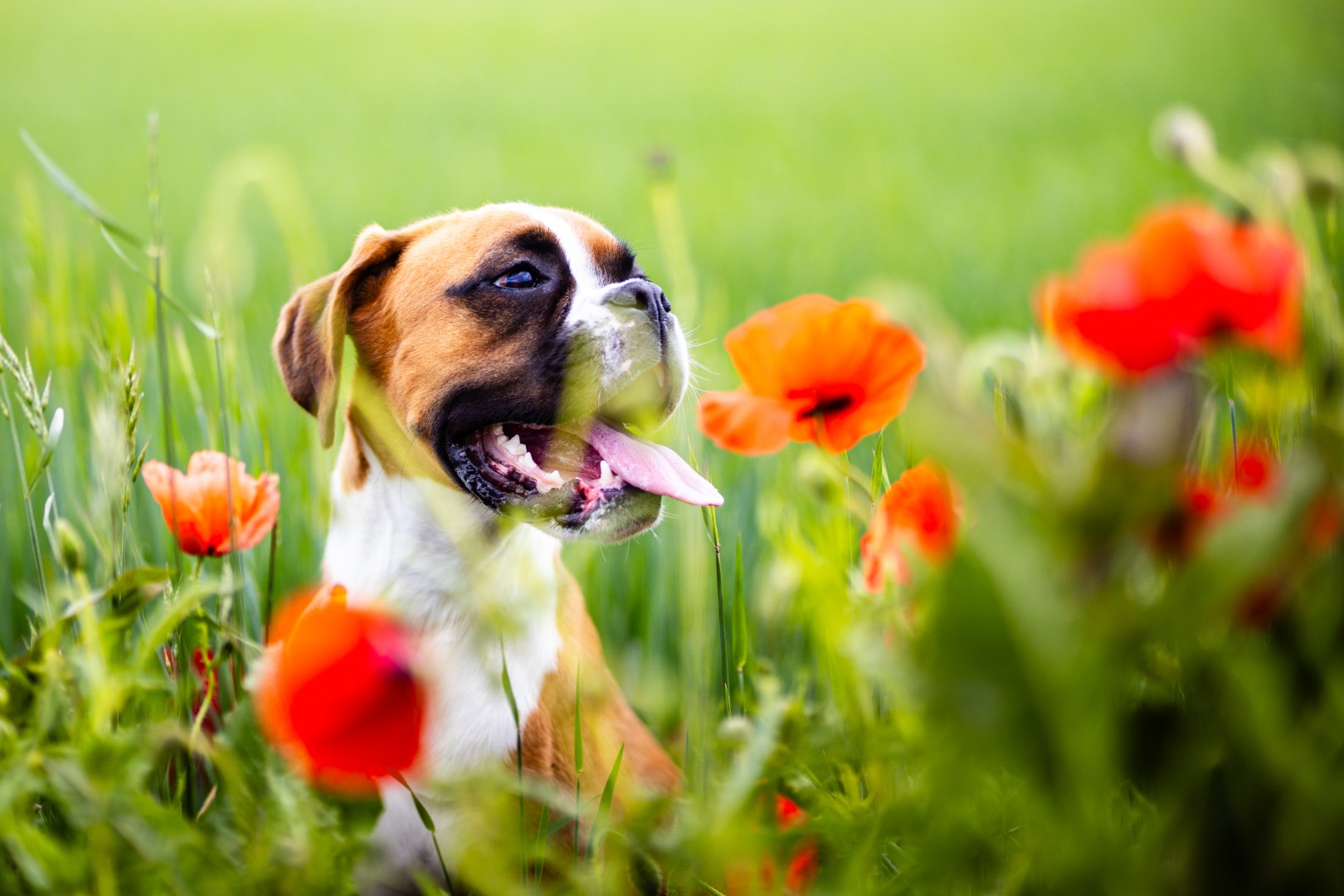illustration photo chien